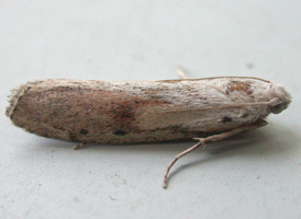 Bee Moth